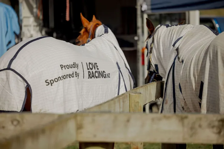Two retired racehorses in a stable, one wearing a branded rug.