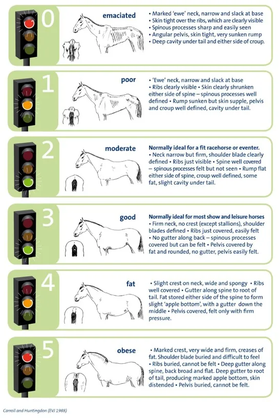 Five-panel graphic showing traffic light signals and cyclist hand signals for turning and stopping.