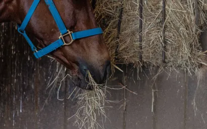 Horse in a blue halter eating hay from a feeder