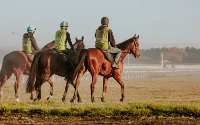 horses at trackwork