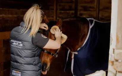 A horse being groomed