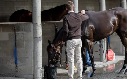 Horse drinking water